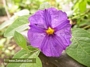 Соланум (Solanum Rantonnetii)