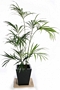 Палма Кенция (Kentia Palm)