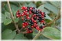 Вибурнум, черна калина (Viburnum lantana)