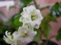 Каланхое Каландива, бяло (Kalanchoe calandiva)