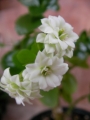 Каланхое Каландива, бяло (Kalanchoe calandiva)