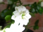 Каланхое Каландива, бяло (Kalanchoe calandiva)