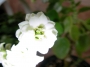 Каланхое Каландива, бяло (Kalanchoe calandiva)