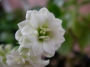 Каланхое Каландива, бяло (Kalanchoe calandiva)