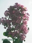 Лагерстремия, Индийски люляк, лилаво-розова (Lagerstroemia indica)