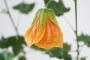 Абутилон, оражнев (Abutilon orange)