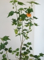 Абутилон, оражнев (Abutilon orange)
