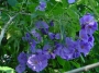 Абутилон, син, семена (Abutilon suntense)