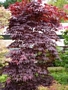 Ацер (Acer Japanese Maple)