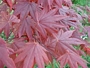 Ацер (Acer Japanese Maple)