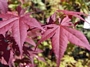 Ацер (Acer Japanese Maple)
