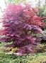Ацер (Acer Japanese Maple Bloodgood)