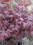 Ацер (Acer Japanese Maple Bloodgood)