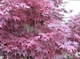 Ацер (Acer Japanese Maple Bloodgood)