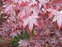 Ацер (Acer Japanese Maple Bloodgood)