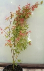 Ацер (Acer pseudoplatanus)