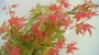 Ацер (Acer pseudoplatanus)
