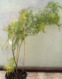 Ацер (Acer pseudoplatanus)