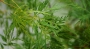 Ацер (Acer pseudoplatanus)