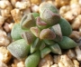Адромисхус (Adromischus cristatus crest flower)