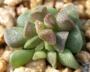 Адромисхус (Adromischus cristatus crest flower)