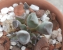 Адромисхус (Adromischus cristatus crest flower)