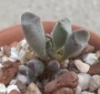 Адромисхус (Adromischus cristatus crest flower)