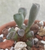 Адромисхус (Adromischus cristatus crest flower)