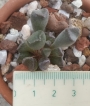 Адромисхус (Adromischus cristatus crest flower)