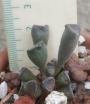 Адромисхус (Adromischus cristatus crest flower)