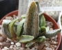 Адромисхус (Adromischus cv. Granite)
