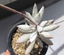 Адромисхус (Adromischus filicaulis)