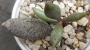 Адромисхус (Adromischus filicaulis)