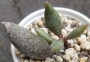 Адромисхус (Adromischus filicaulis)