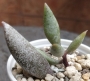 Адромисхус (Adromischus filicaulis)
