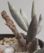 Адромисхус (Adromischus filicaulis)