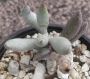 Адромисхус (Adromischus filicaulis)
