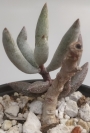 Адромисхус (Adromischus filicaulis)