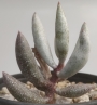 Адромисхус (Adromischus filicaulis)