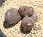 Адромисхус (Adromischus fragilis アドロミスクス フラギリス)
