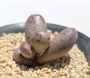 Адромисхус (Adromischus fragilis アドロミスクス フラギリス)