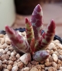 Адромисхус (Adromischus fuilicaulis アドロミスクス フィリカウリス)