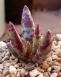 Адромисхус (Adromischus fuilicaulis アドロミスクス フィリカウリス)