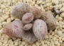 Адромисхус (Adromischus gracilis アドロミスクス グラギリスシルバーフォ)
