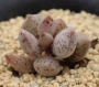 Адромисхус (Adromischus gracilis アドロミスクス グラギリスシルバーフォ)