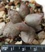 Адромисхус (Adromischus gracilis アドロミスクス グラギリスシルバーフォ)
