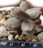 Адромисхус (Adromischus gracilis アドロミスクス グラギリスシルバーフォ)