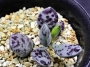 Адромисхус (Adromischus hemisphaericus Tierberg)