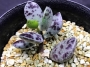 Адромисхус (Adromischus hemisphaericus Tierberg)