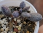 Адромисхус (Adromischus hemisphaericus Tierberg)